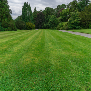 View All Domestic Lawn Seed